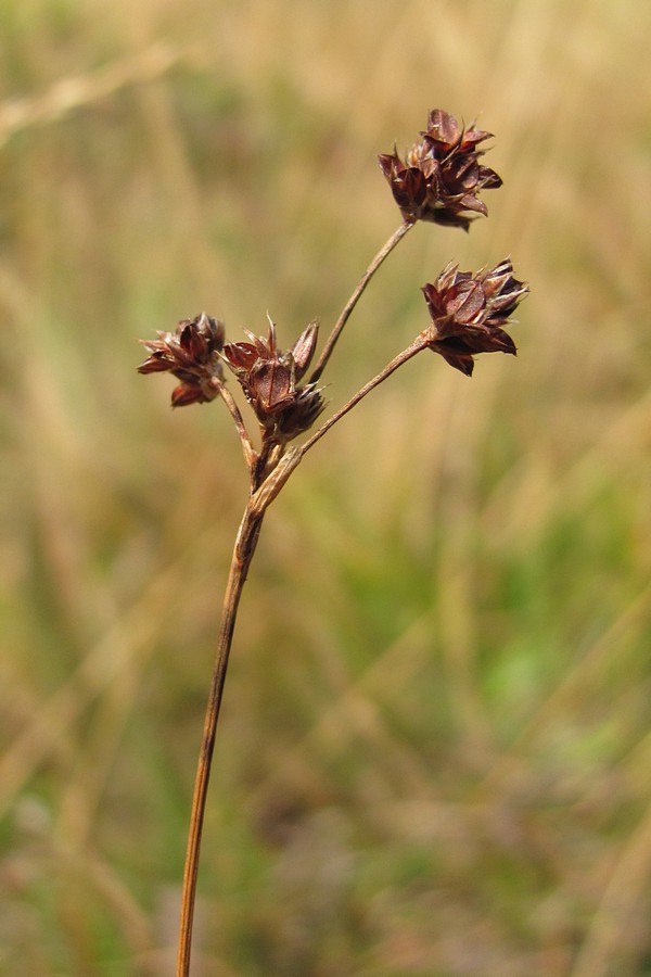 Image of Luzula taurica specimen.