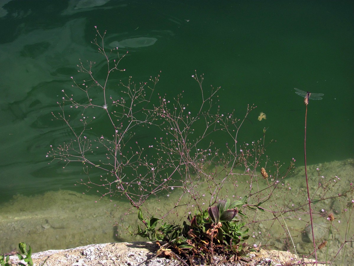 Image of Gypsophila perfoliata specimen.