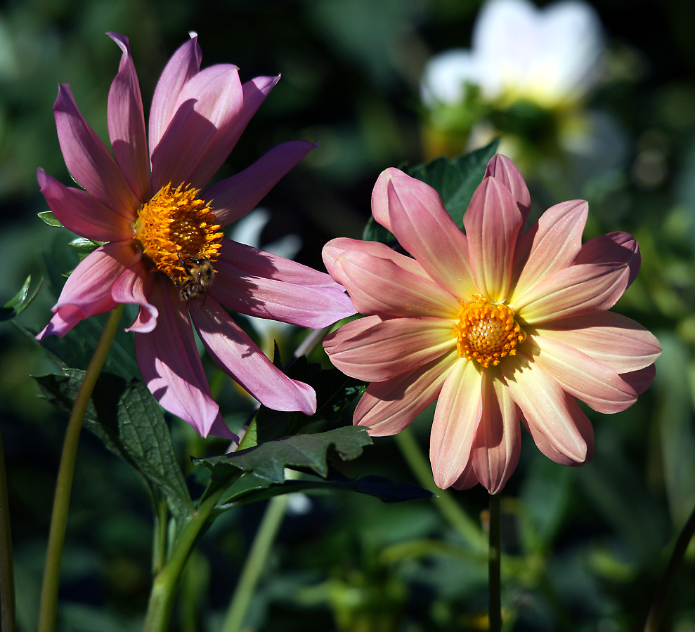 Image of Dahlia pinnata specimen.