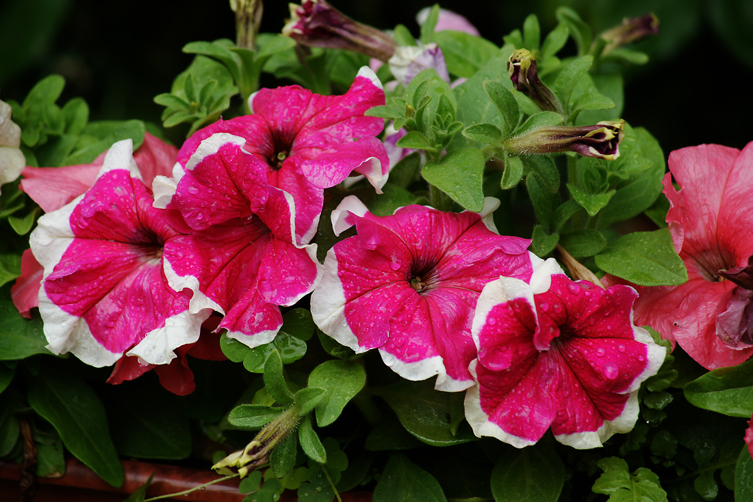 Изображение особи Petunia × atkinsiana.