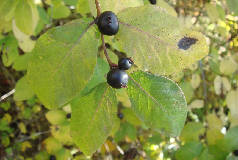 Image of Lonicera orientalis specimen.