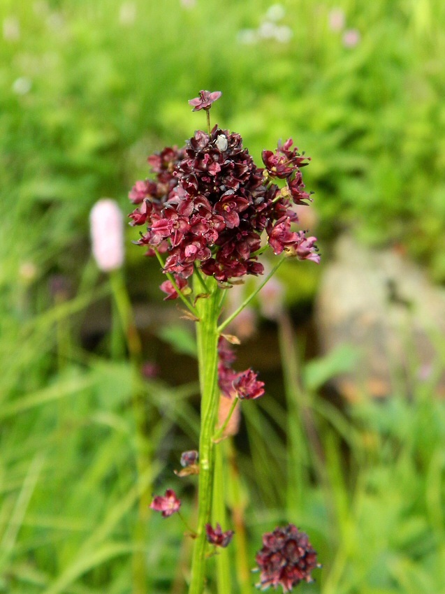 Изображение особи Sanguisorba polygama.