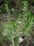 Alyssum turkestanicum variety desertorum. Плодоносящее растение. Татарстан, Бугульминский р-н. 11.06.2011.