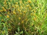 Juncus inflexus