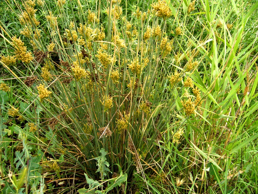 Изображение особи Juncus inflexus.