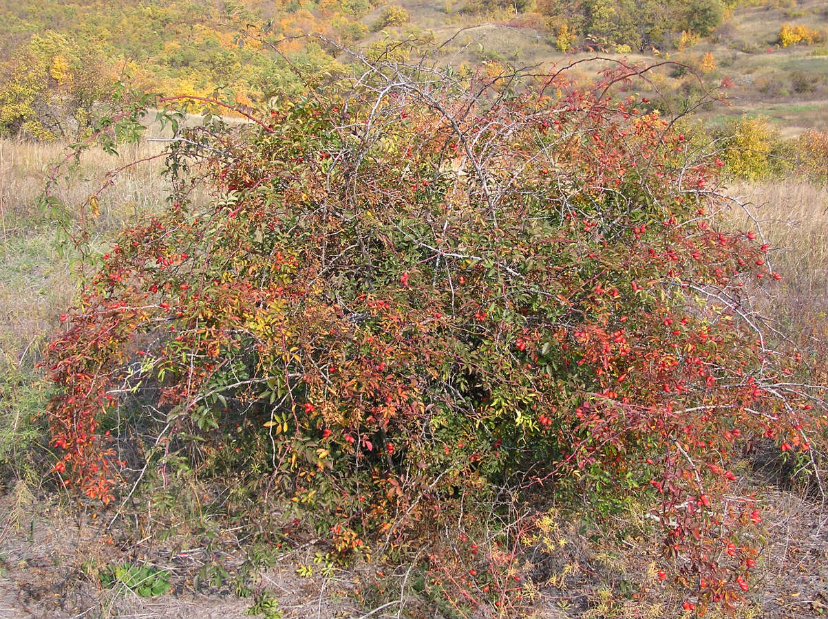 Image of Rosa canina specimen.