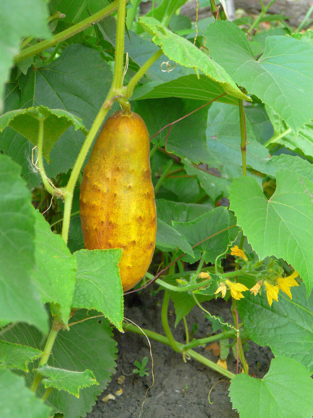 Изображение особи Cucumis sativus.