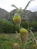 Astragalus alopecurus