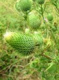 Cirsium vulgare. Бутанизирующие соцветия. Астраханская обл., Камызякский р-н, обочина дороги у с. Образцово-Травино. 17.08.2011.