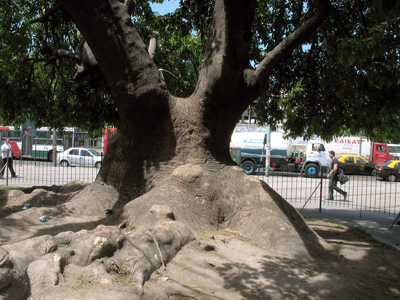 Image of Phytolacca dioica specimen.