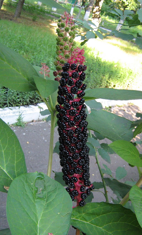 Image of Phytolacca acinosa specimen.
