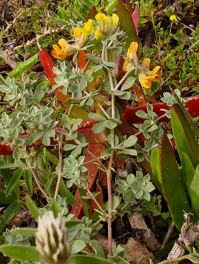 Image of Lotus creticus specimen.