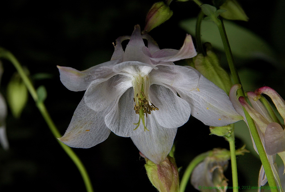 Image of Aquilegia vulgaris specimen.