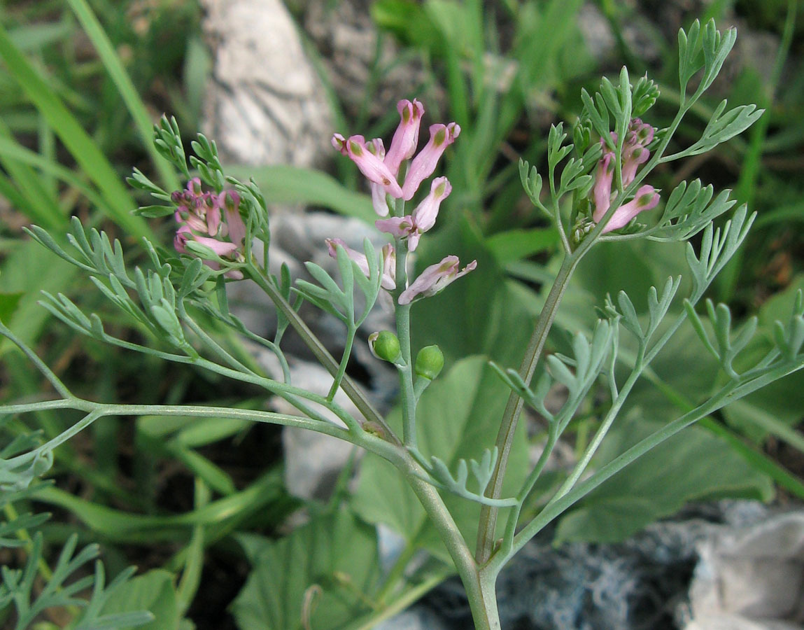 Image of Fumaria vaillantii specimen.