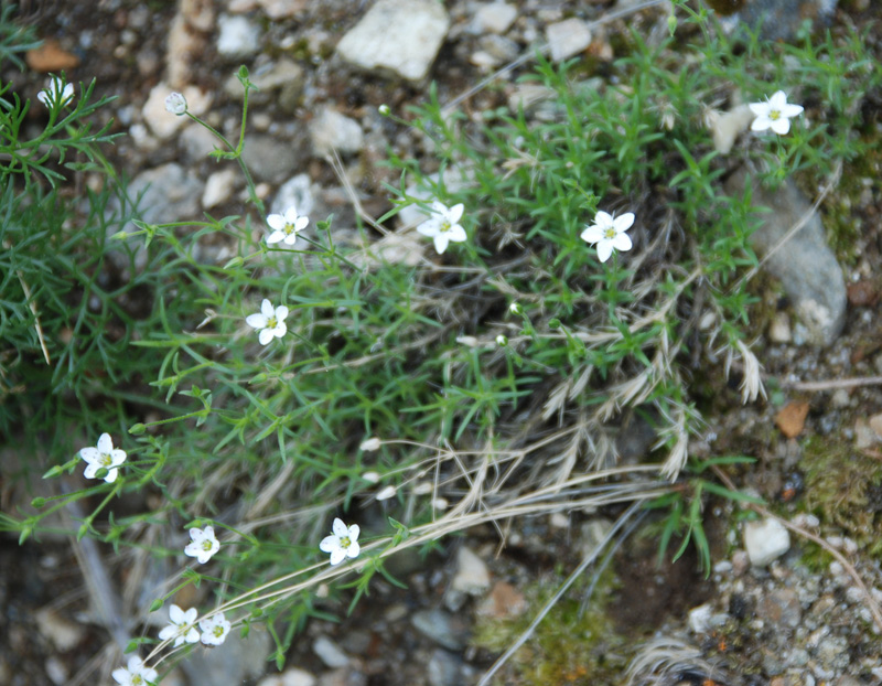 Image of Minuartia verna specimen.