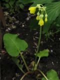 Primula florindae. Цветущее растение. Москва, БС МГУ. 09.06.2012.