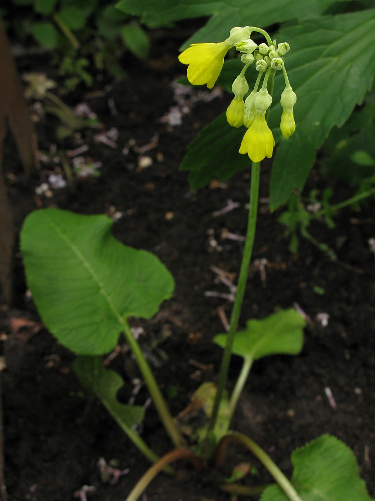 Изображение особи Primula florindae.