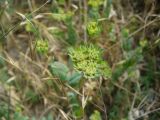 Bupleurum rotundifolium. Соцветие. Южный Берег Крыма, г. Судак, западный склон горы Алчак. 13.06.2012.