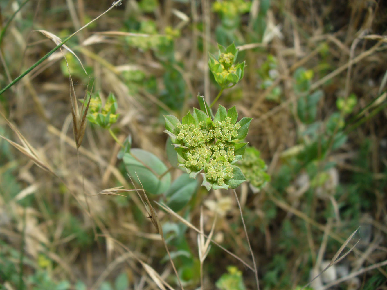 Изображение особи Bupleurum rotundifolium.