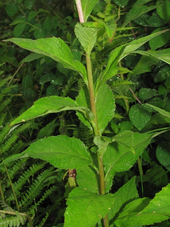 Image of Campanula latifolia specimen.