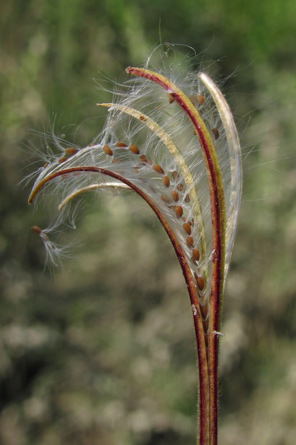 Image of Epilobium parviflorum specimen.