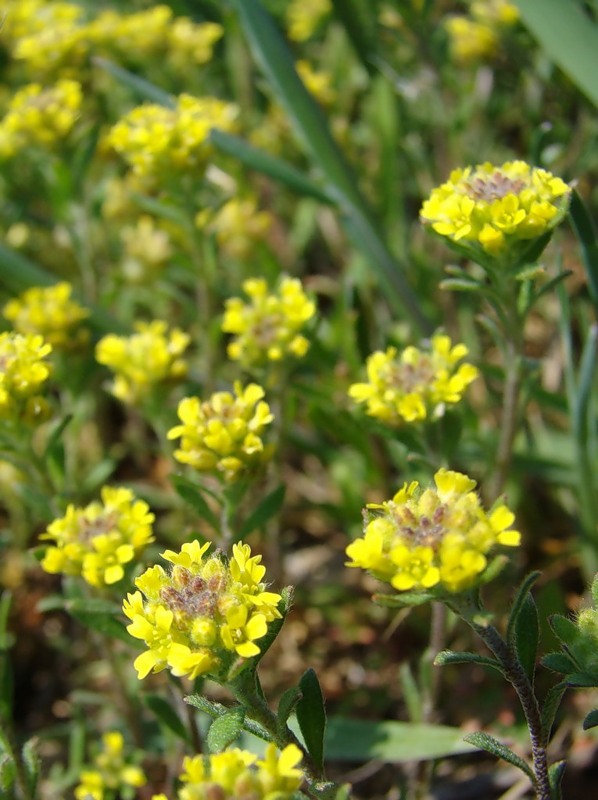 Image of Alyssum turkestanicum var. desertorum specimen.