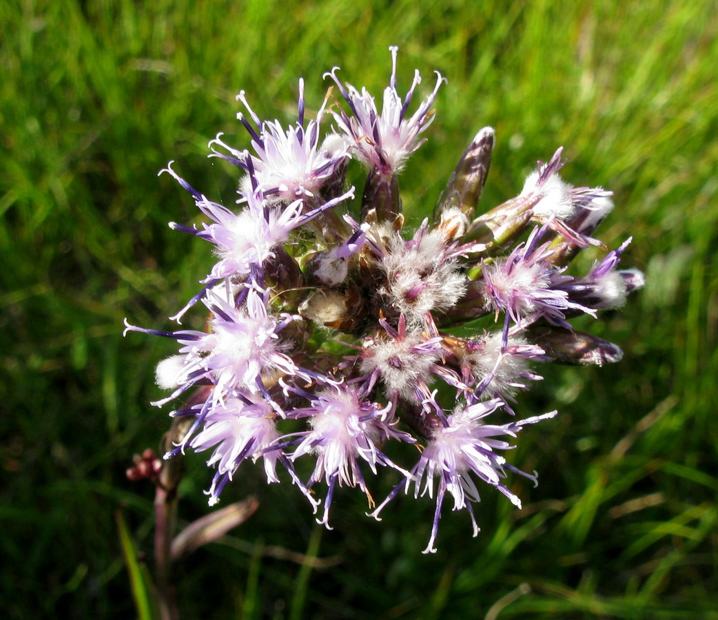 Image of Saussurea parviflora specimen.