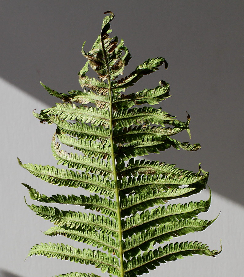 Image of Matteuccia struthiopteris specimen.