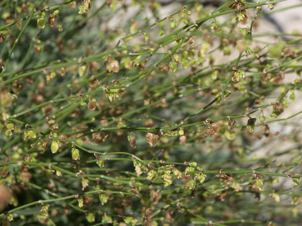 Изображение особи Rumex hastifolius.