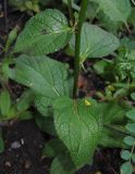 Verbascum nigrum. Нижняя часть растения. Татарстан, г. Бавлы. 26.08.2012.