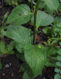 Verbascum nigrum