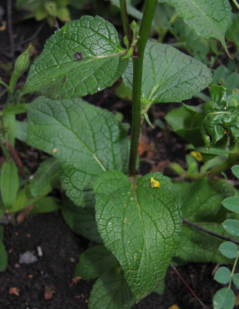 Изображение особи Verbascum nigrum.