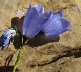 Campanula