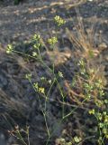 Bupleurum brachiatum. Верхняя часть плодоносящего растения. Восточный Крым, окр. Коктебеля, сорное на винограднике. 15 сентября 2012 г.