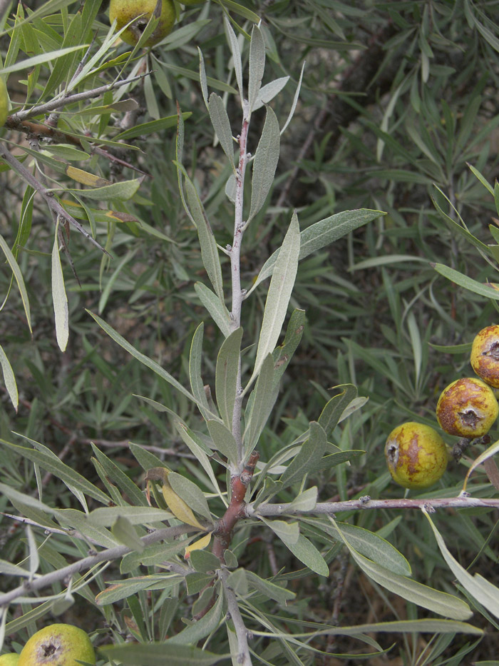 Изображение особи Pyrus salicifolia.