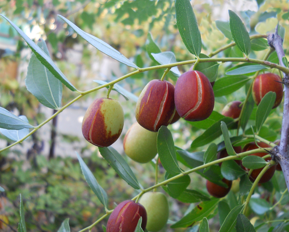 Image of Ziziphus jujuba specimen.