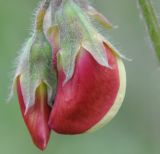 Lathyrus clymenum