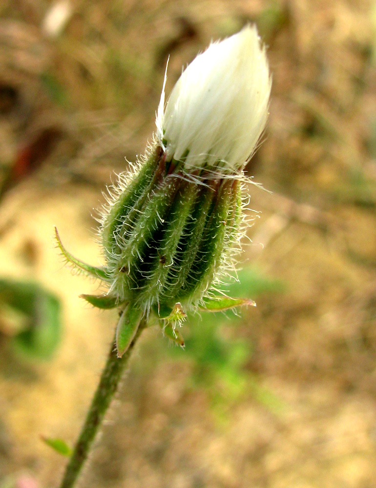 Image of Crepis rhoeadifolia specimen.