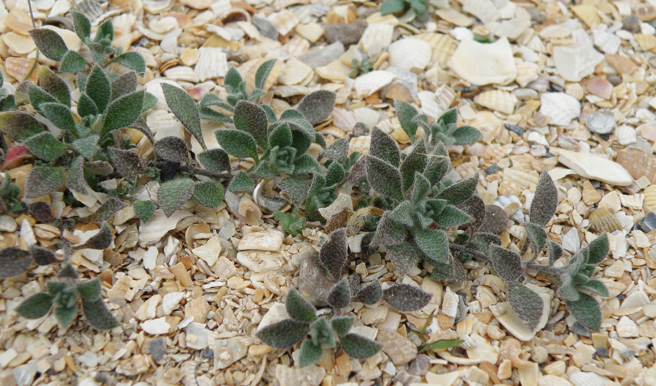 Image of Alyssum simplex specimen.