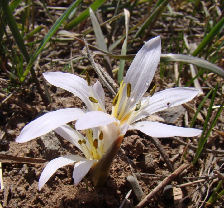 Image of Merendera candidissima specimen.