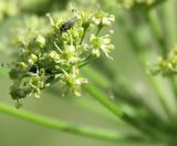 Heracleum sibiricum. Часть соцветия. Ленинградская обл., середина июня.