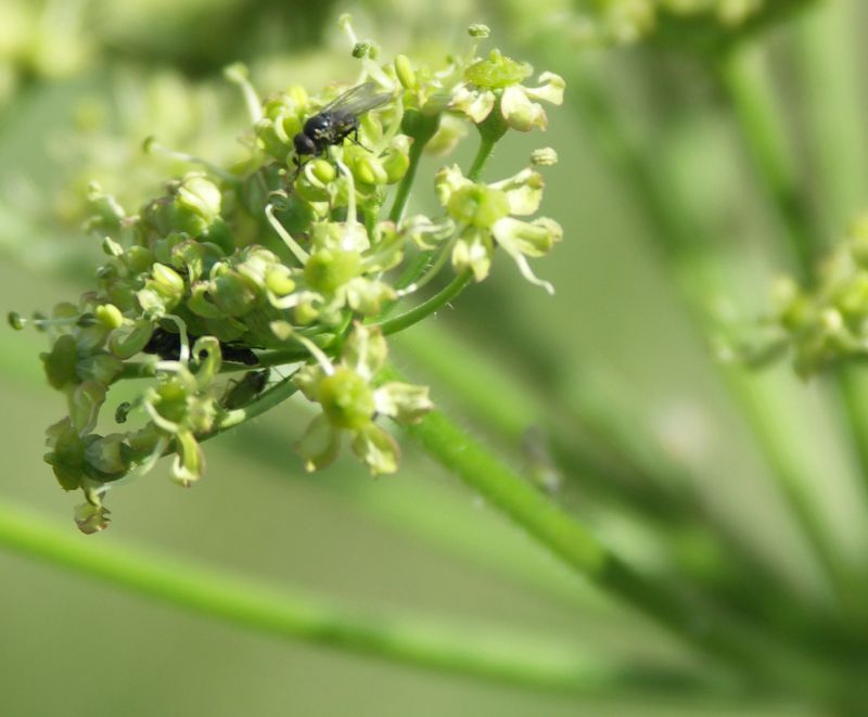 Изображение особи Heracleum sibiricum.