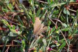 Polygonum aviculare. Цветущие растения и бабочка голубянка икар (Polyommatus icarus). Ростовская обл., Неклиновский р-н, Носовское с/п, балка Носова. 20.09.2012.