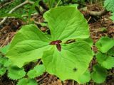 Trillium apetalon