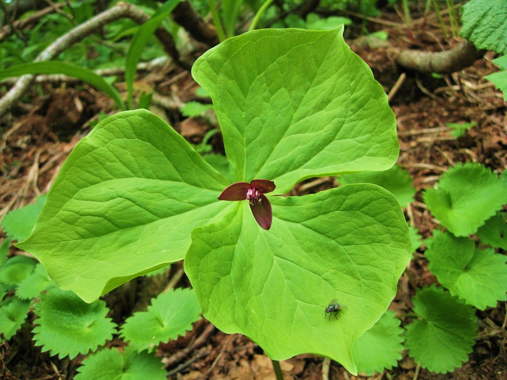 Изображение особи Trillium apetalon.