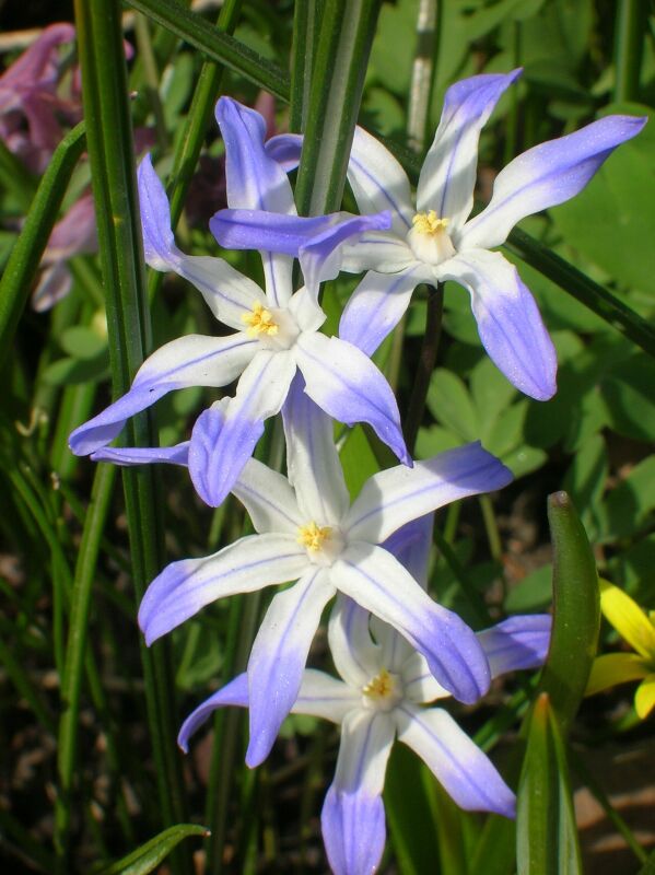 Image of Chionodoxa luciliae specimen.