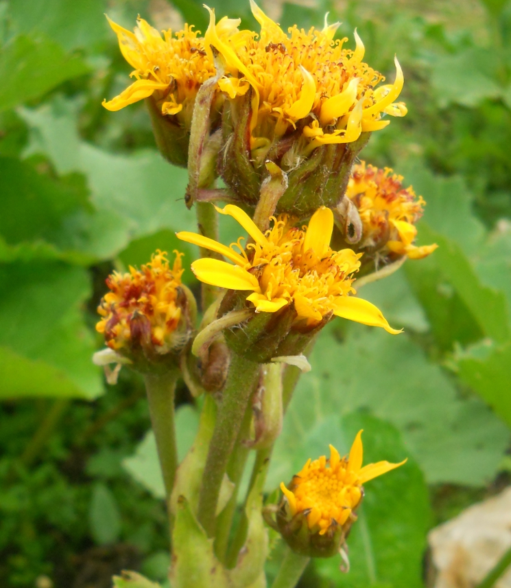 Изображение особи Ligularia calthifolia.