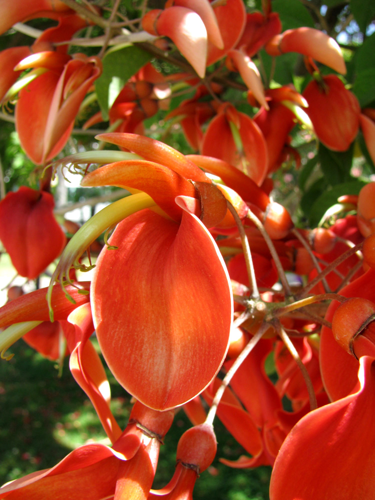 Изображение особи Erythrina crista-galli.