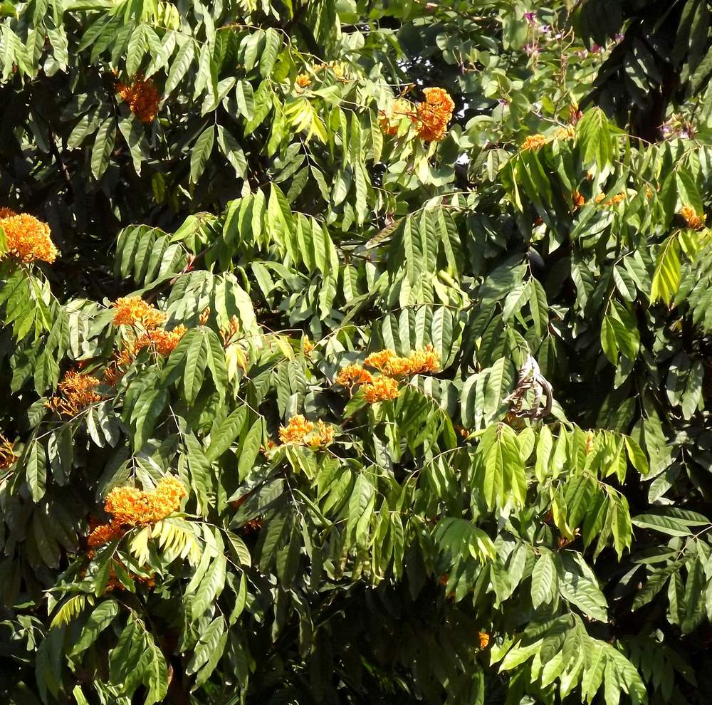 Изображение особи Saraca indica.