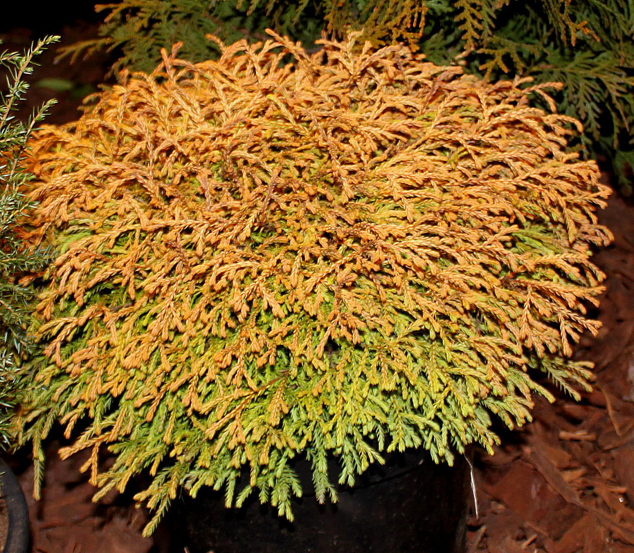 Image of Thuja occidentalis specimen.